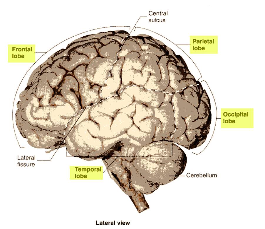 Cerebral Lobes.jpg